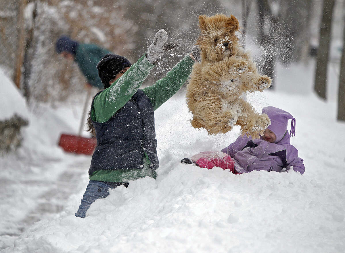 Животные играют в снежки