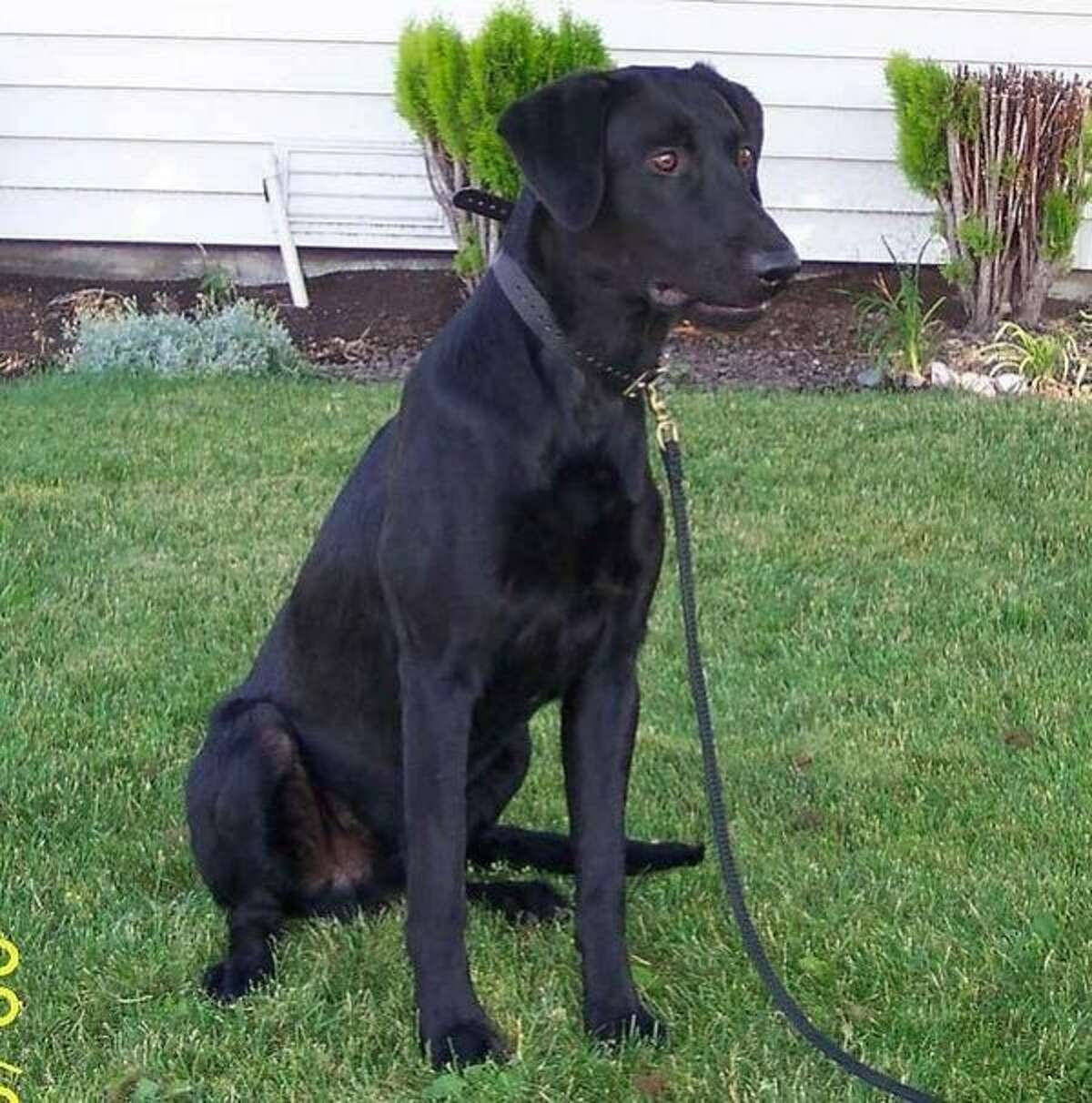 Trax, a Richmond police officer's Labrador retriever that was fatally poisoned at the officer's home March 1, 2013.