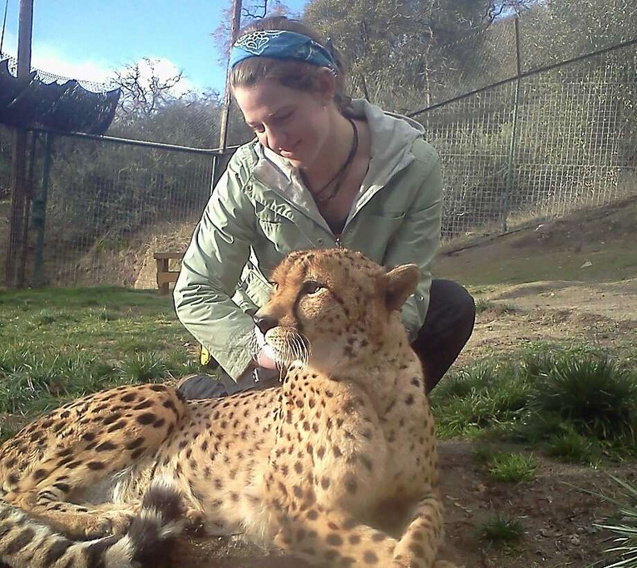Nothing Amiss At Killer Lion S Sanctuary Sfgate