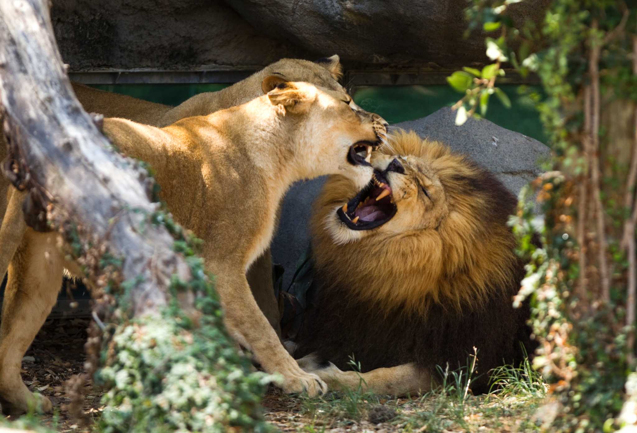 Houston zoo lions grab moving meat from zip-line