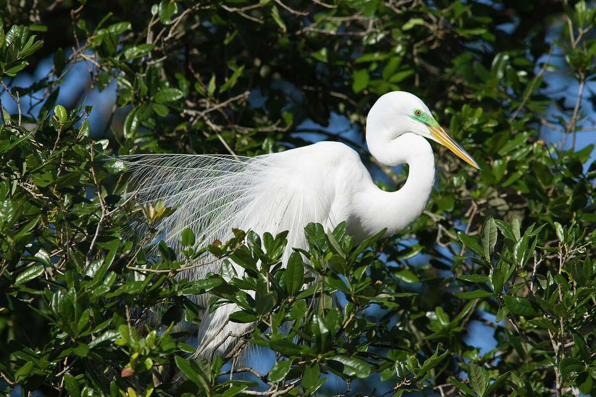 The great egret lives up to its name