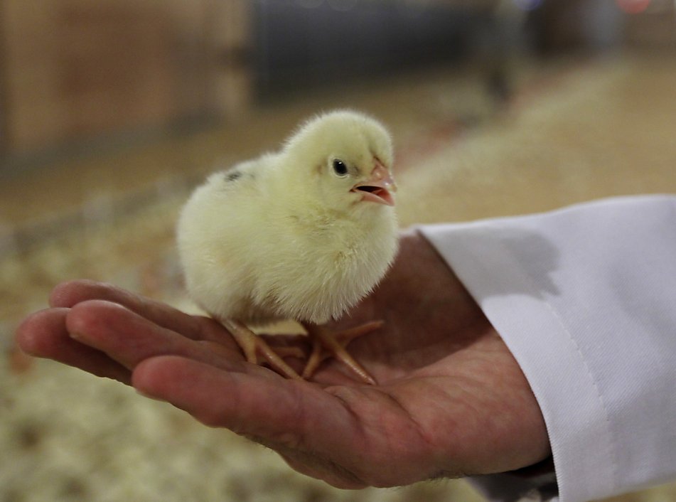 CSRWire - Just Bare(R) Chicken Adds American Humane Certified(R) Farm  Program Endorsement
