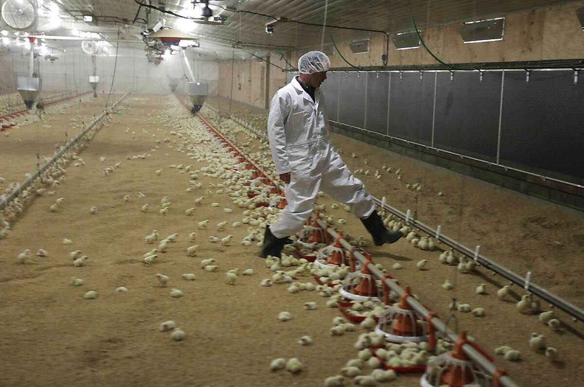 Veterinarian Dr. Bob O'Connor takes careful steps while walking through flocks of baby chicks at the Foster Farms Poultry Education and Research Facility at Fresno State University in Fresno, Calif. on Friday, March 8, 2013. Over 20,000 chicks are raised in the 16,320 sq. ft. facility, the first of its kind on the west coast to earn certification from the American Humane Association.