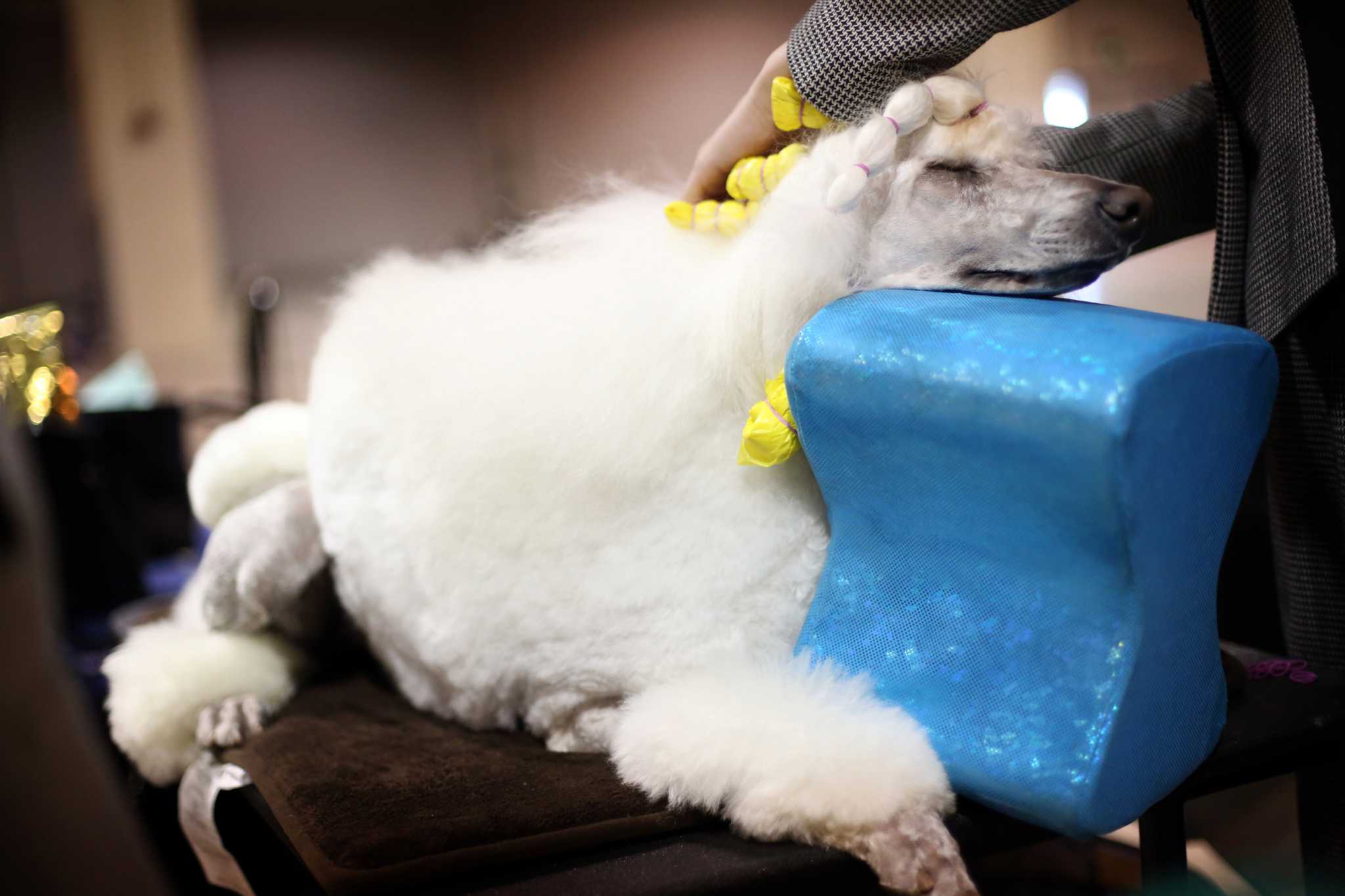 Seattle Kennel Club Dog Show