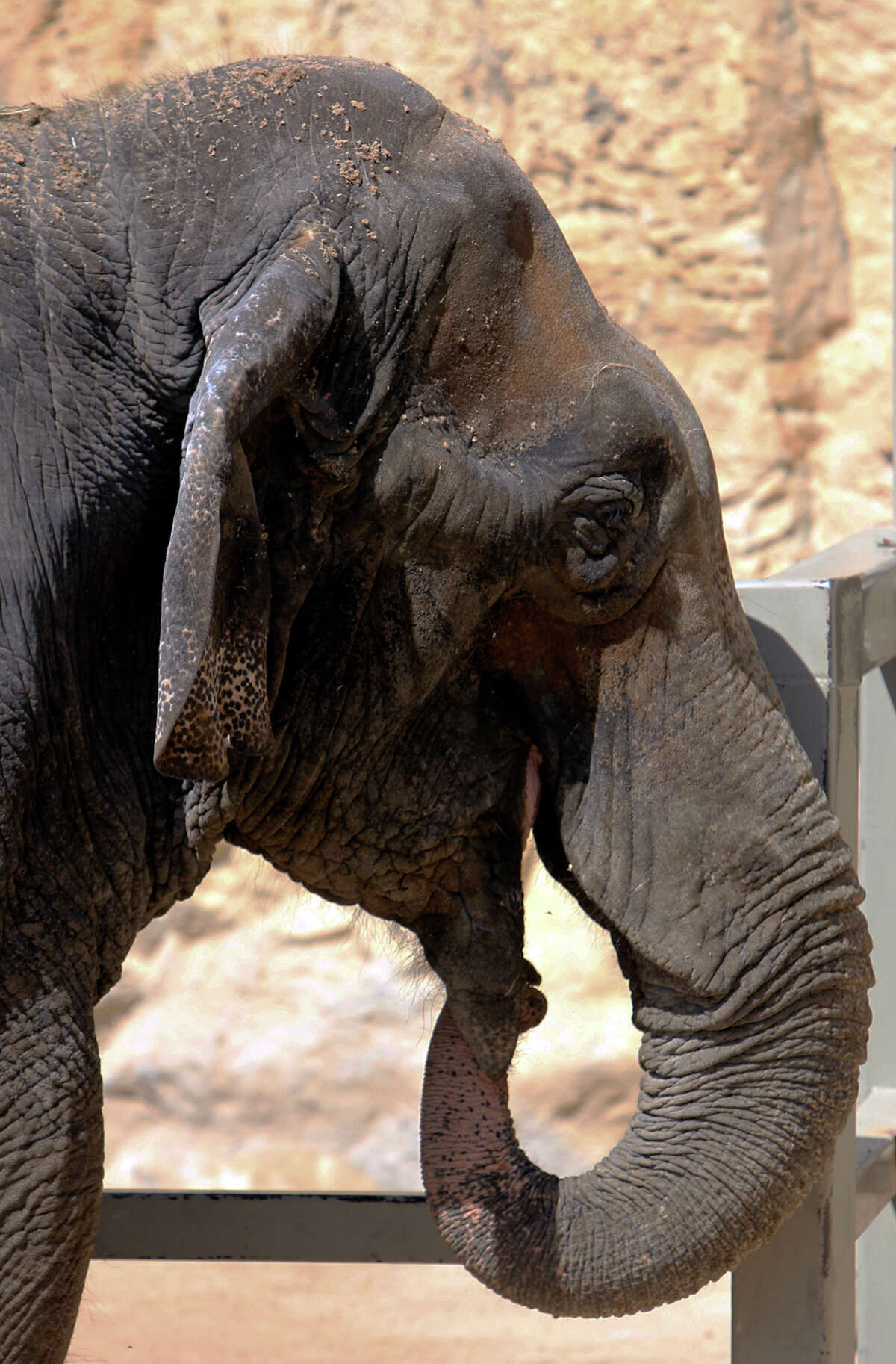 San Antonio Zoo rejects claim it's 'worst for elephants'