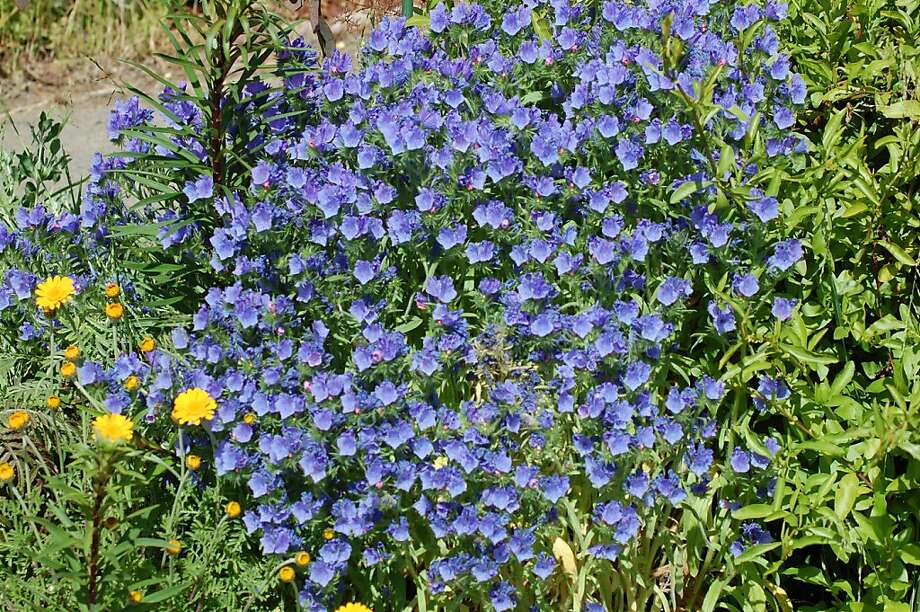 Blue plants can make gardeners smile SFGate