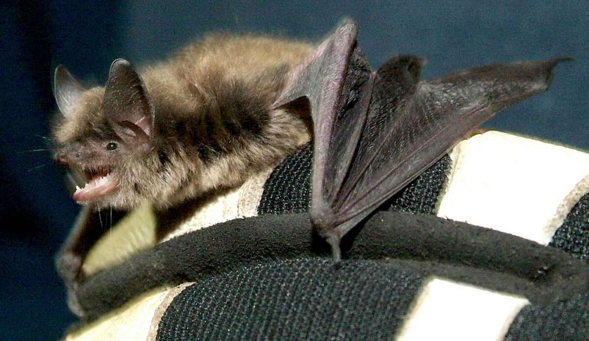 A little brown bat, a common bat species in the northeastern United States. Officials have not identified the species of bat a student brought to Whitby School in Greenwich, Conn. The bat was subsequently tested for rabies.