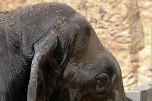 Elephant had rare blood cancer
