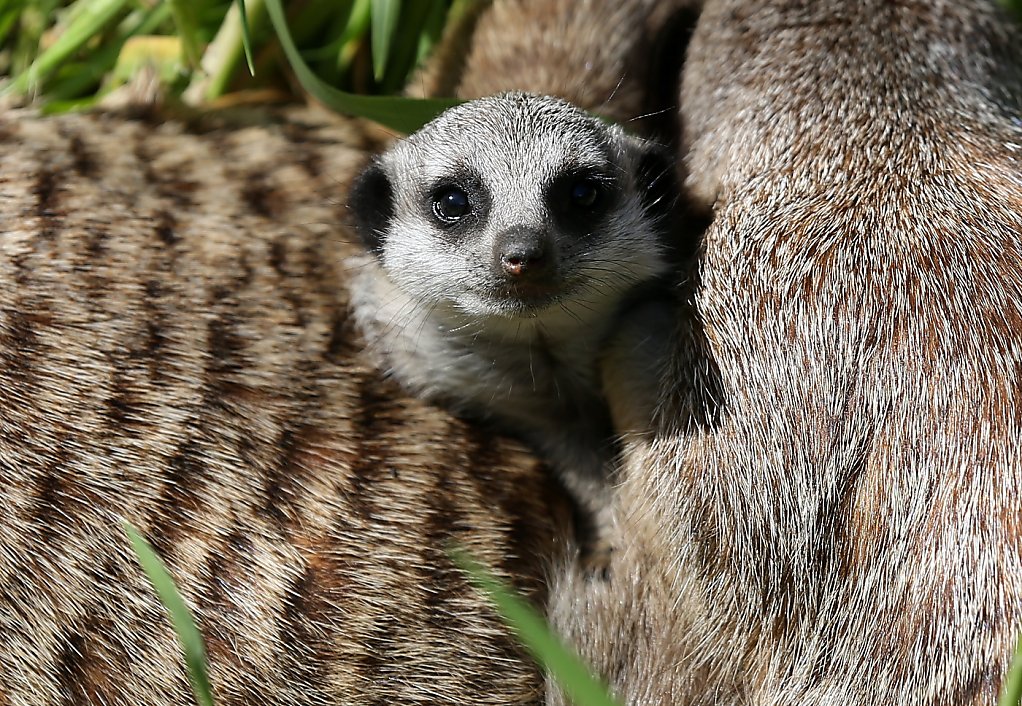 Oakland Zoo welcomes baby meerkats