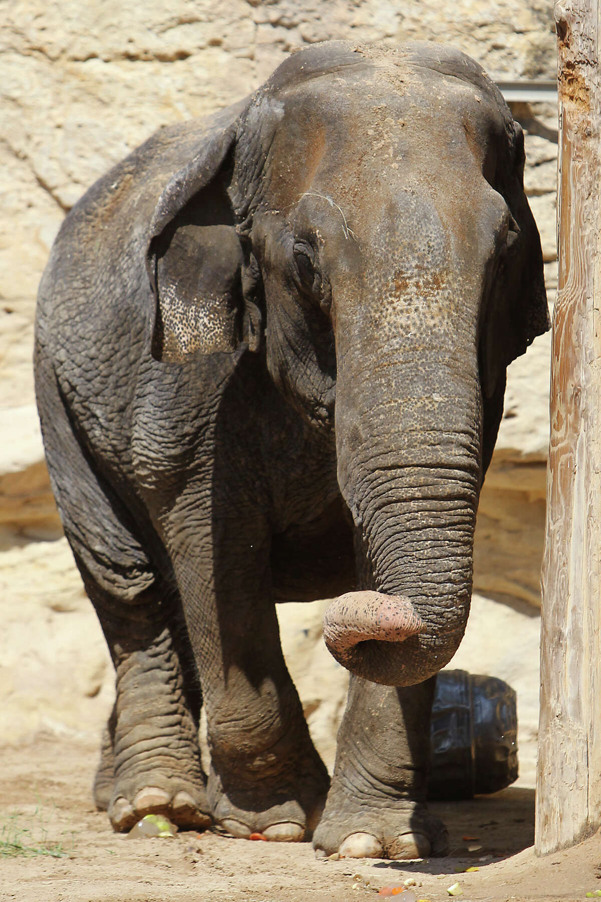 San Antonio Zoo rejects claim it's 'worst for elephants'