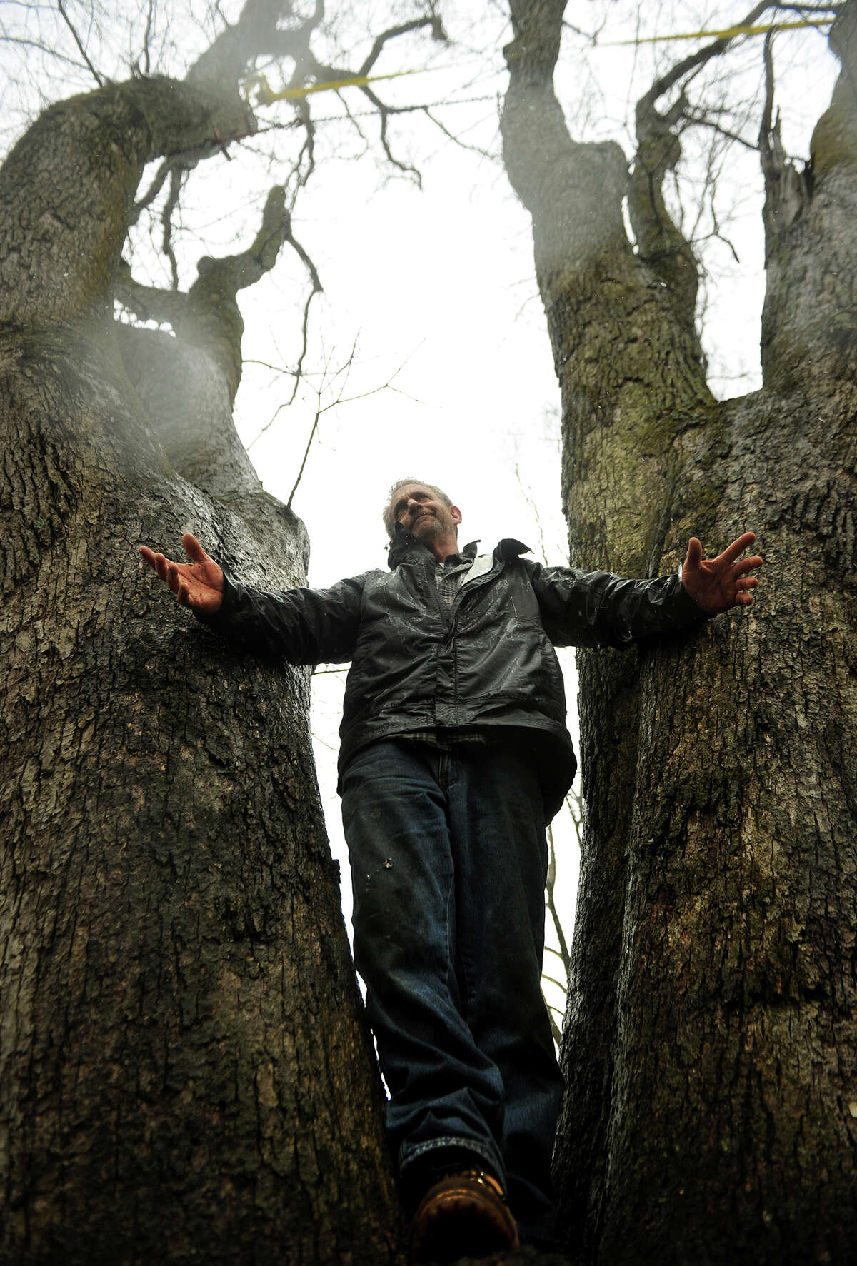 Former Easton tree warden Rich McLaughlin stands in the crotch of a white oak tree that he is trying to save from town removal on Glovers Lane in Easton on Tuesday, March 12, 2013.
