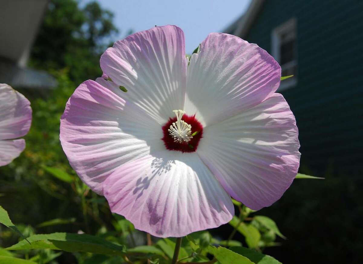 A hibiscus flower blooms on Hanrahan Street on August 4, 2009.