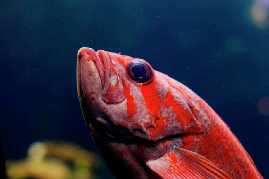 Seafood Watch 21 fish species now sustainable enough to eat SFGate