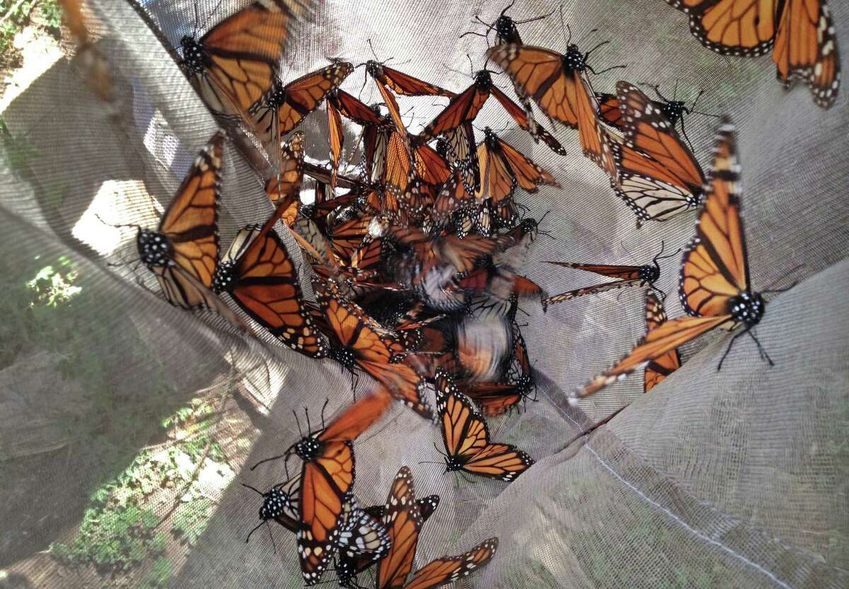 In this photo taken Feb. 15, 2013, Monarch butterflies are collected in a net to be tested for the ophroyocystis elektroscirrha parasite that inhibits their flight, at El Capulin reserve, near Zitacuaro, Mexico. Every year, millions of monarchs migrate from the eastern United States and Canada to central Mexico, a journey of over 2,000 miles. The tiger-striped butterflies arrive in late October and early November to hibernate in fir trees until February. The scientist is part of a research project conducted by the World Wildlife Fund of Mexico and the University of Georgia and University of Minnesota. (AP Photo/Marjorie Miller)