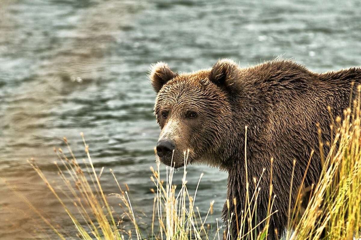 Kodiak Island offers thrilling bear viewing