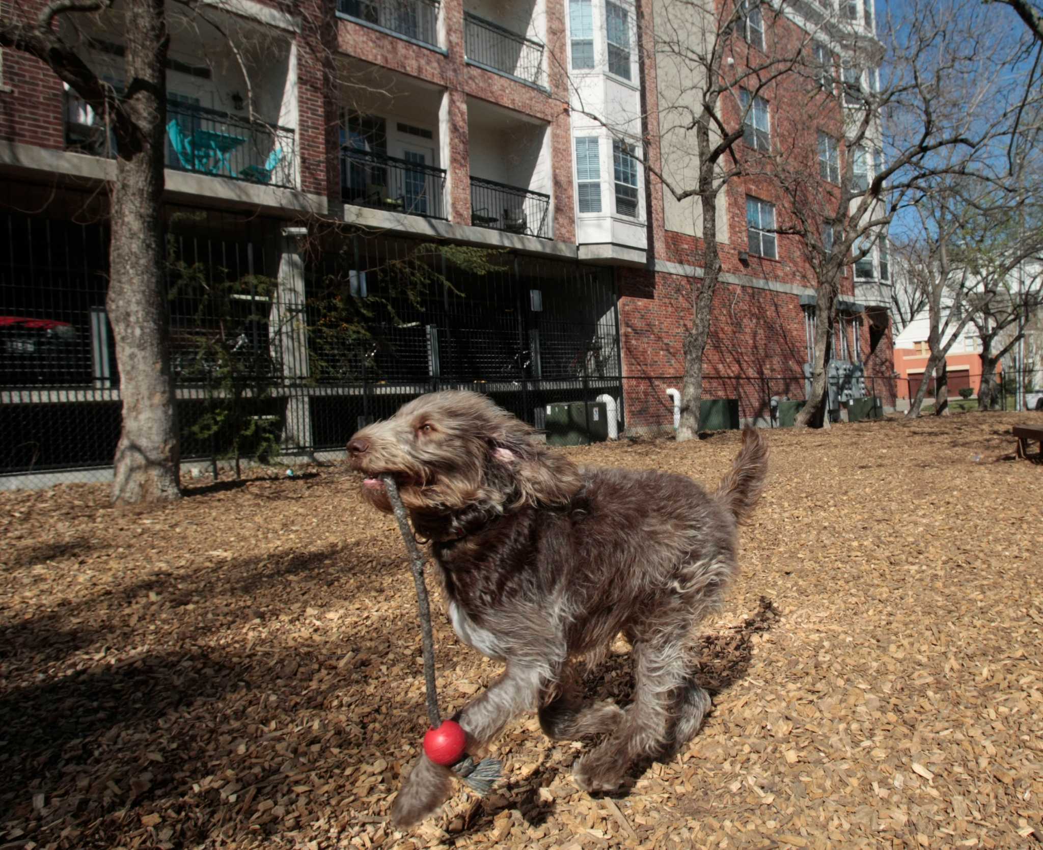 Dna testing dog poop hot sale apartments