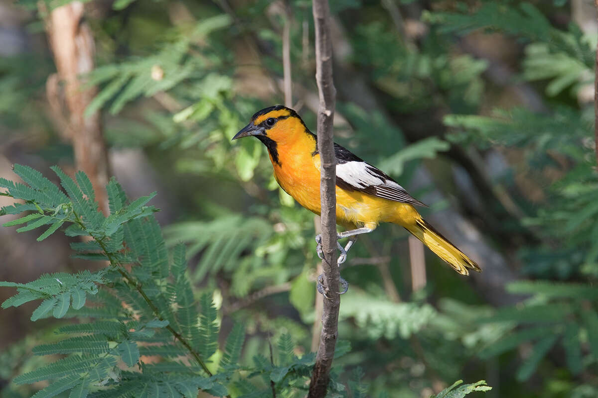 Colorful Baltimore orioles are back in Texas