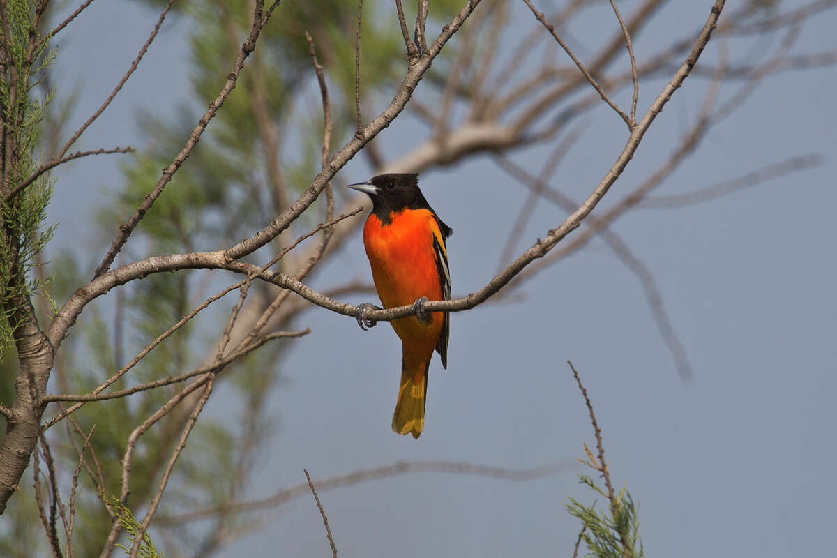 Colorful Baltimore orioles are back in Texas