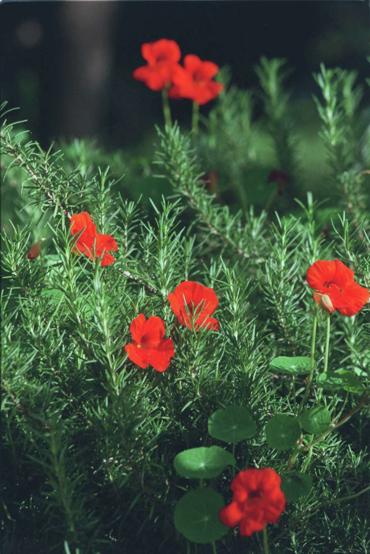 Herbs a gardener's great companions