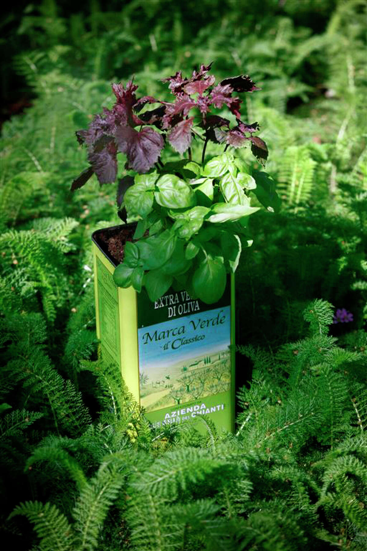 Herbs a gardener's great companions