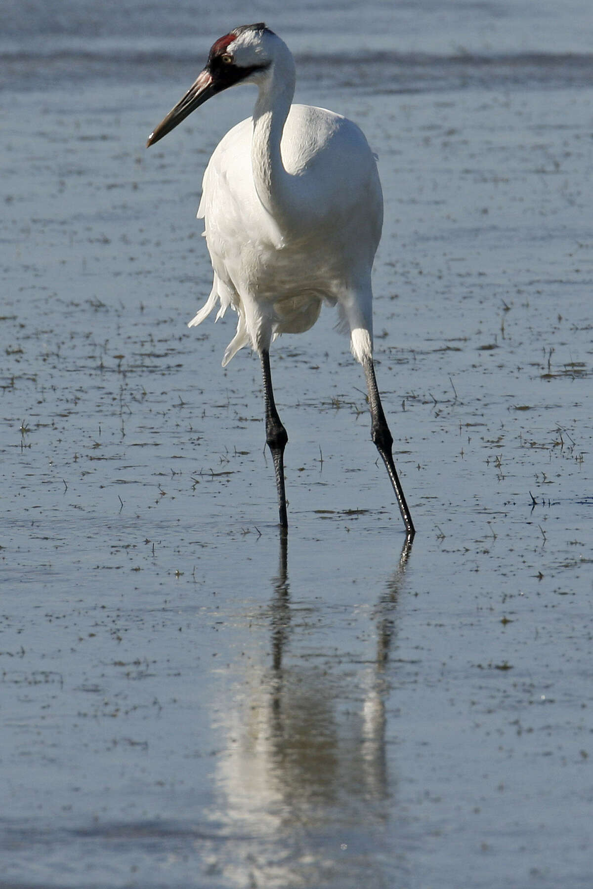 The ongoing drought has caused a decline in blue crabs. The crabs are the main food for the whooping cranes.