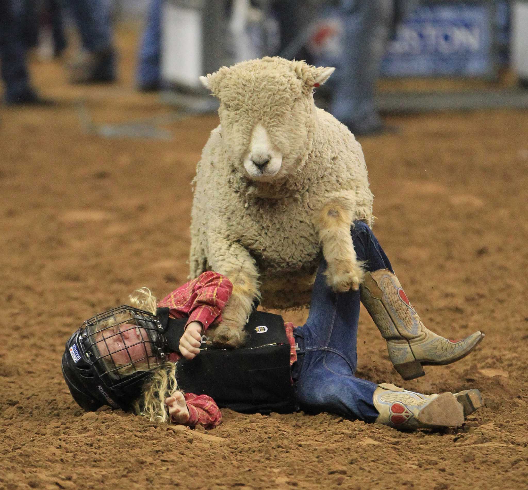 running sheep with cattle