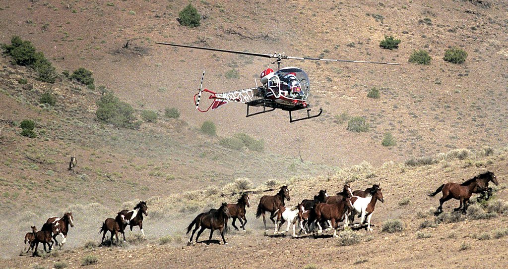 blm-mustang-roundup-is-assailed