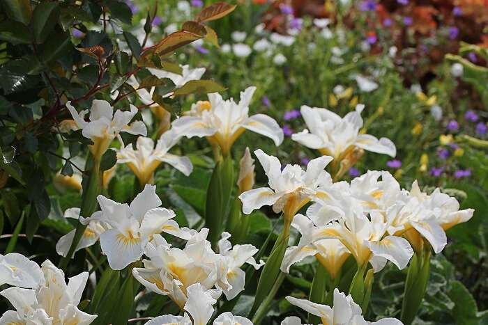 Floral trends, tips at San Francisco Flower and Garden Show