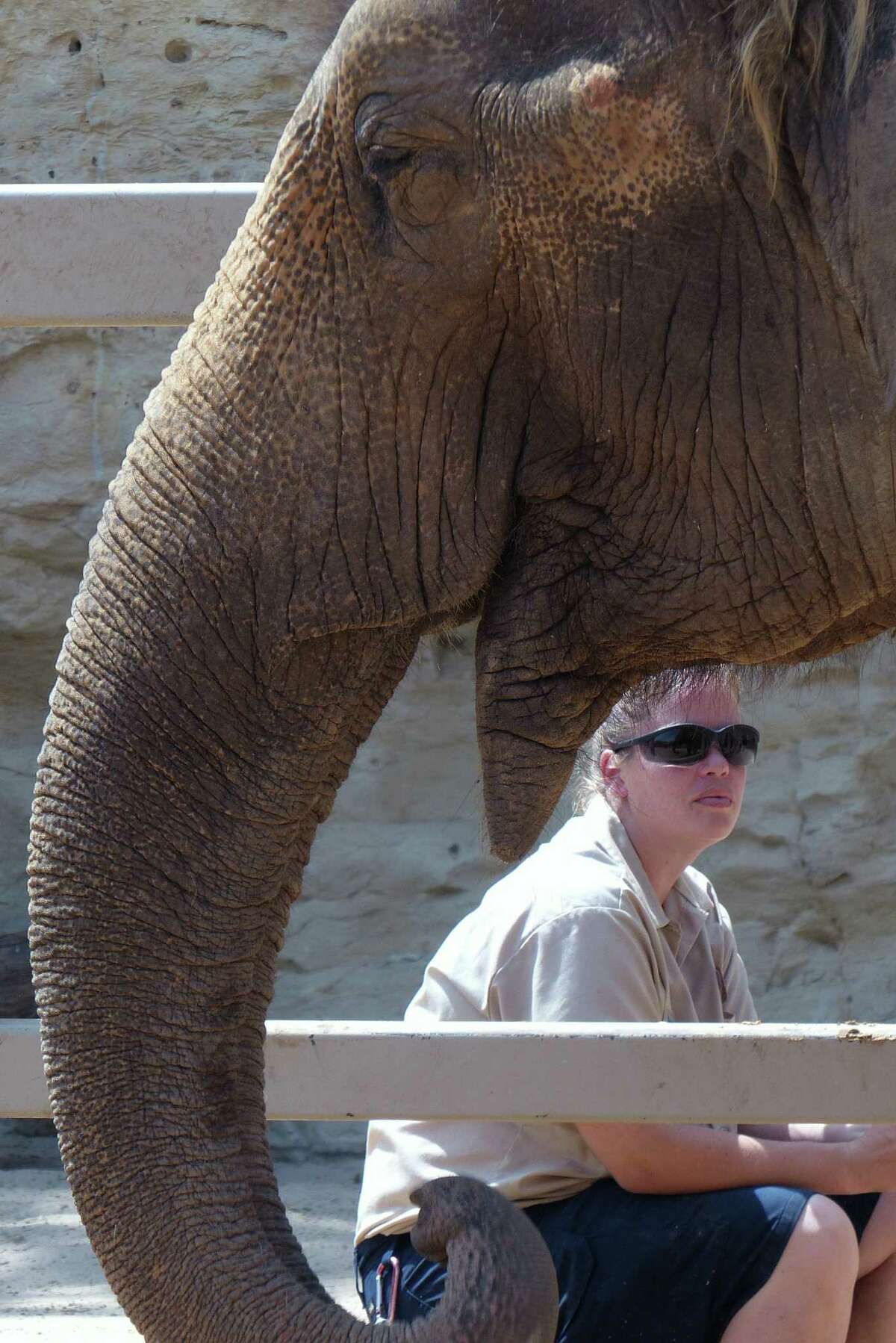 Lucky, the San Antonio zoo's Asian elephant, is attended to by zookeeper Naomi Tyndall on Tuesday, March 19, 2013, days after her companion elephant, Boo, died.