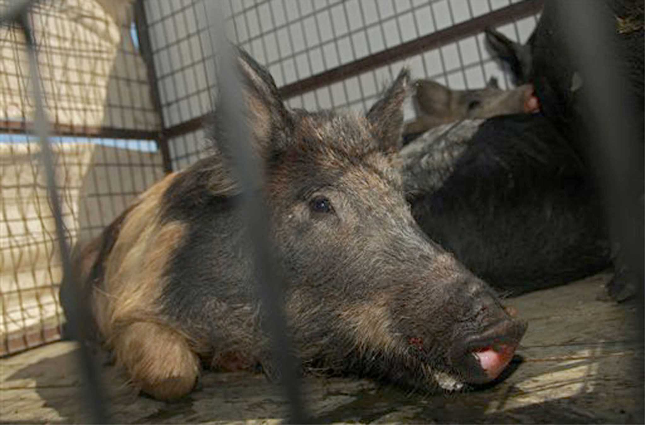 'Judas pig' being used to eradicate feral hogs