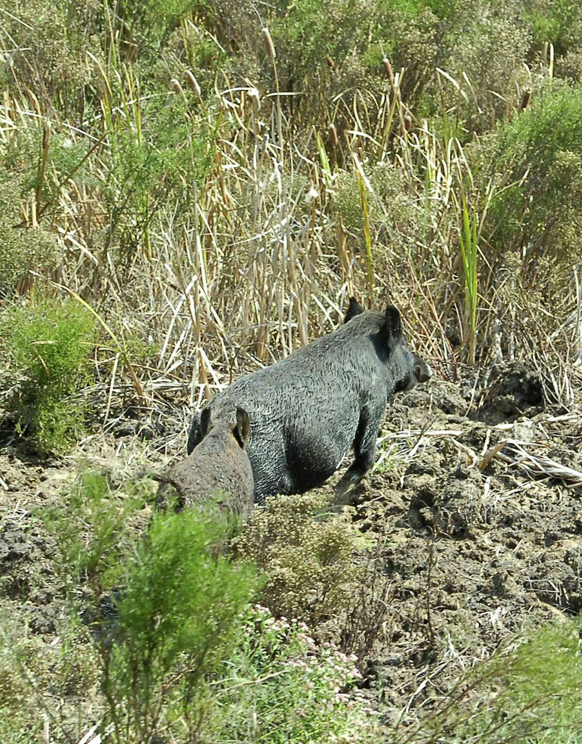 'Judas pig' being used to eradicate feral hogs