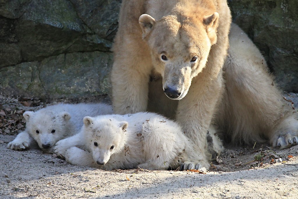 Зоопарк два медведя. Два белых медведя. Животные зоопарка белый медведь. Финляндия зоопарк.