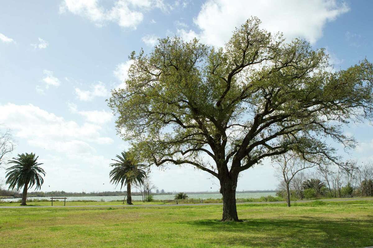 This pair of palm trees once marked the elegant Brownwood house of Eddie V. Gray, for whom the nearby Eddie V. Gray Wetlands Center is named. ( Brett Coomer / Houston Chronicle )