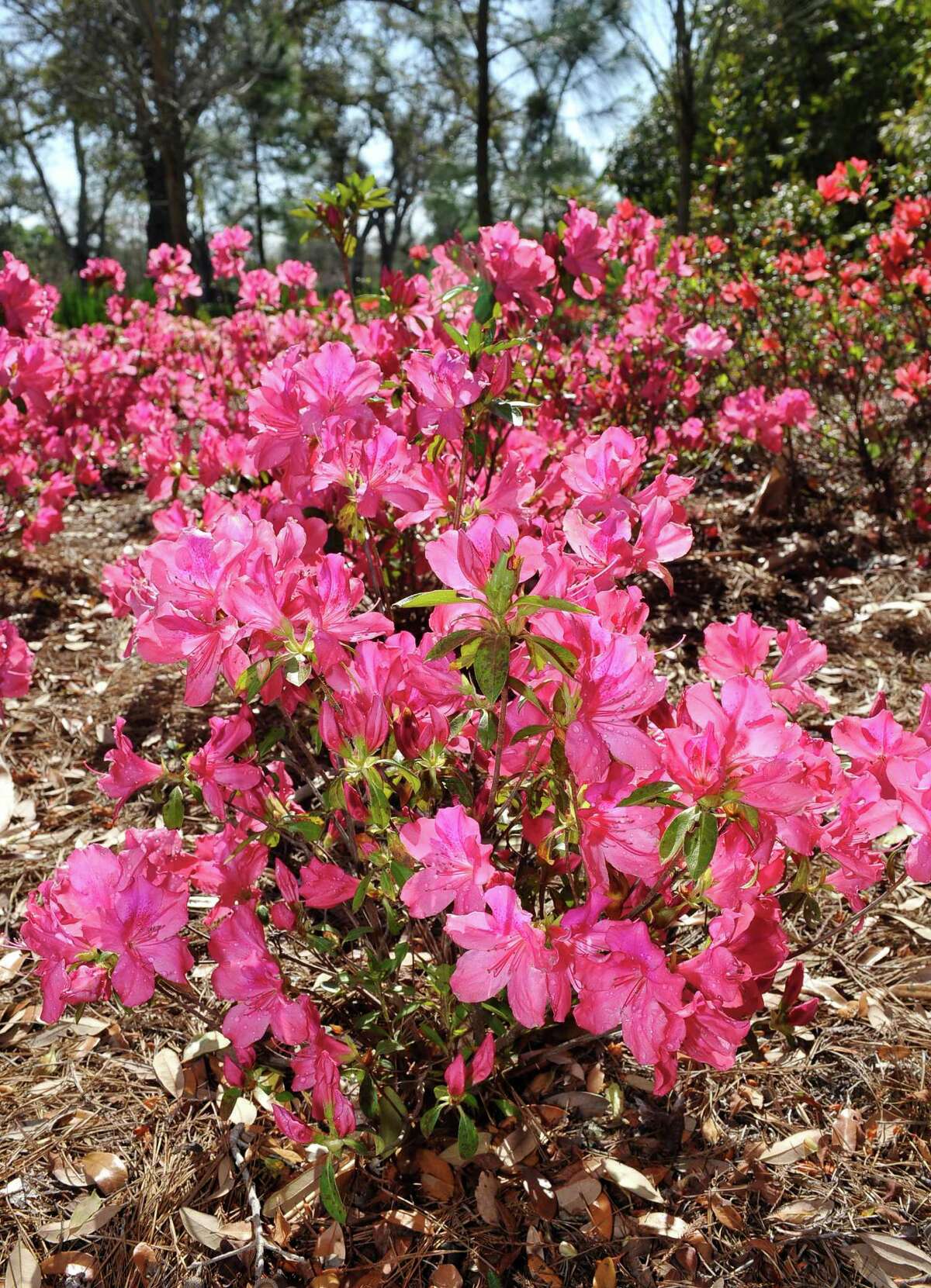 Flowers of Spring in Shangri La