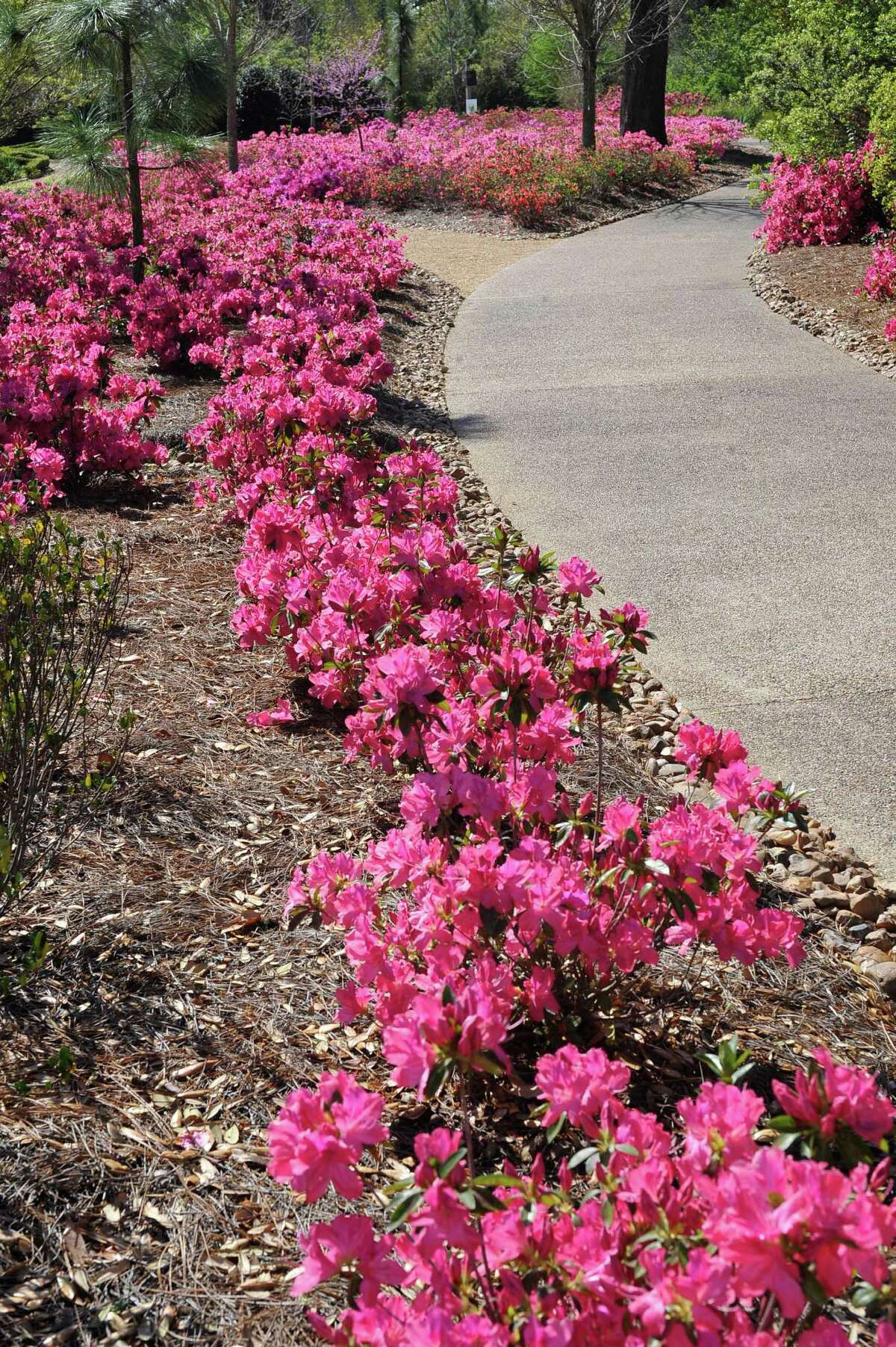 Flowers of Spring in Shangri La