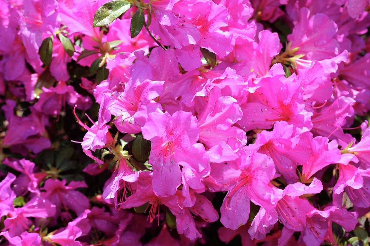 Flowers of Spring in Shangri La