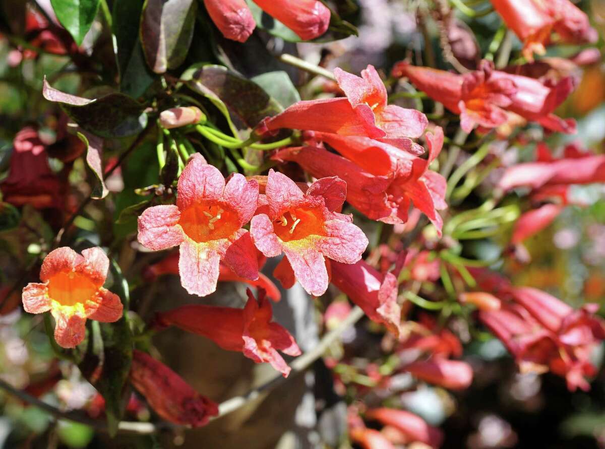 Flowers of Spring in Shangri La