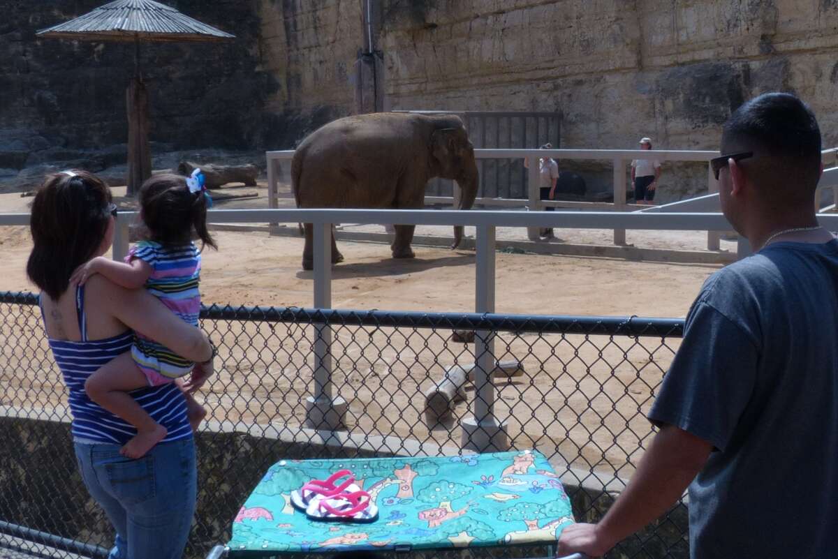 Visitors to the San Antonio Zoo watch Lucky the Asian elephant in her enclosure on Tuesday, March 19, 2013, days after her companion elephant, Boo, died.