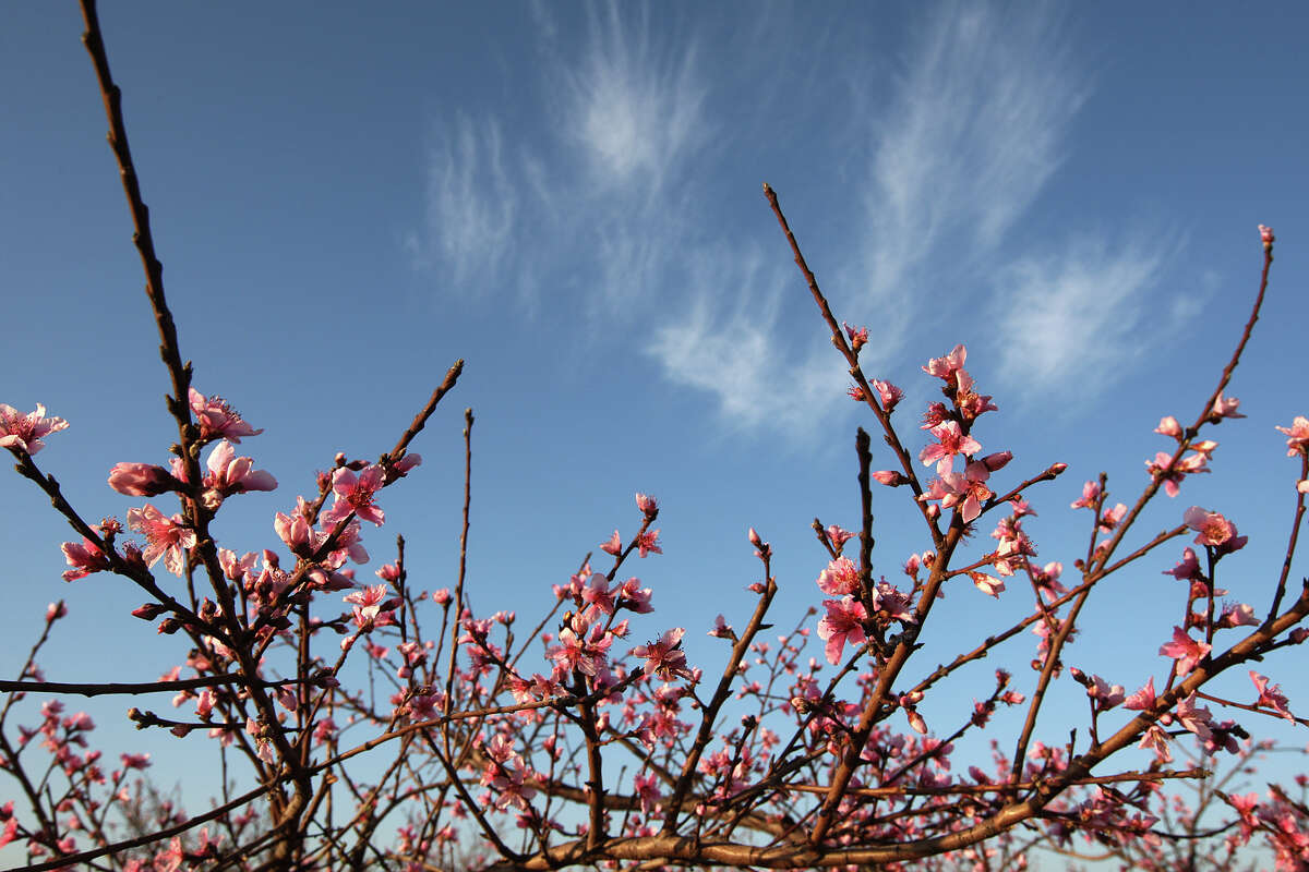 It’s still looking peachy keen for Texas crop