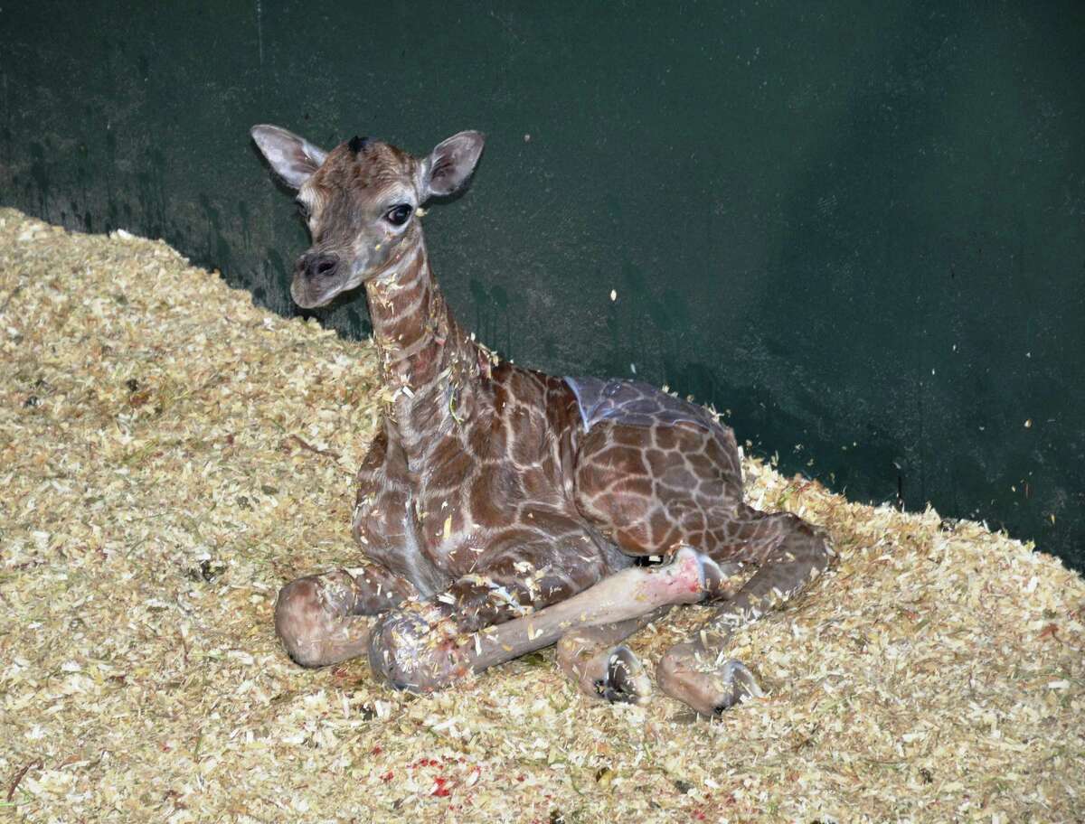 Rare Rothschild Giraffe Born At Greenwich Conservation Center