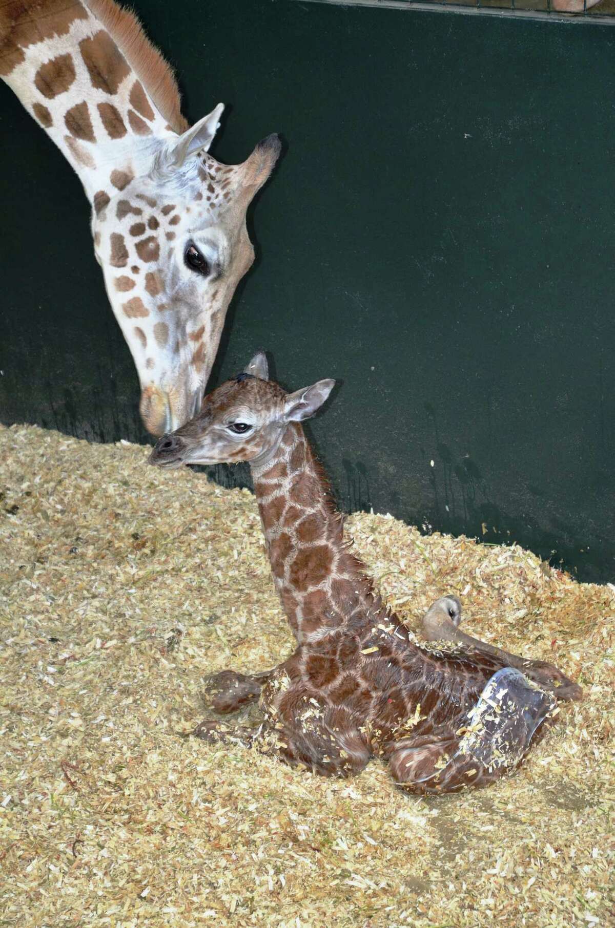 Rare Rothschild giraffe born at Greenwich conservation center
