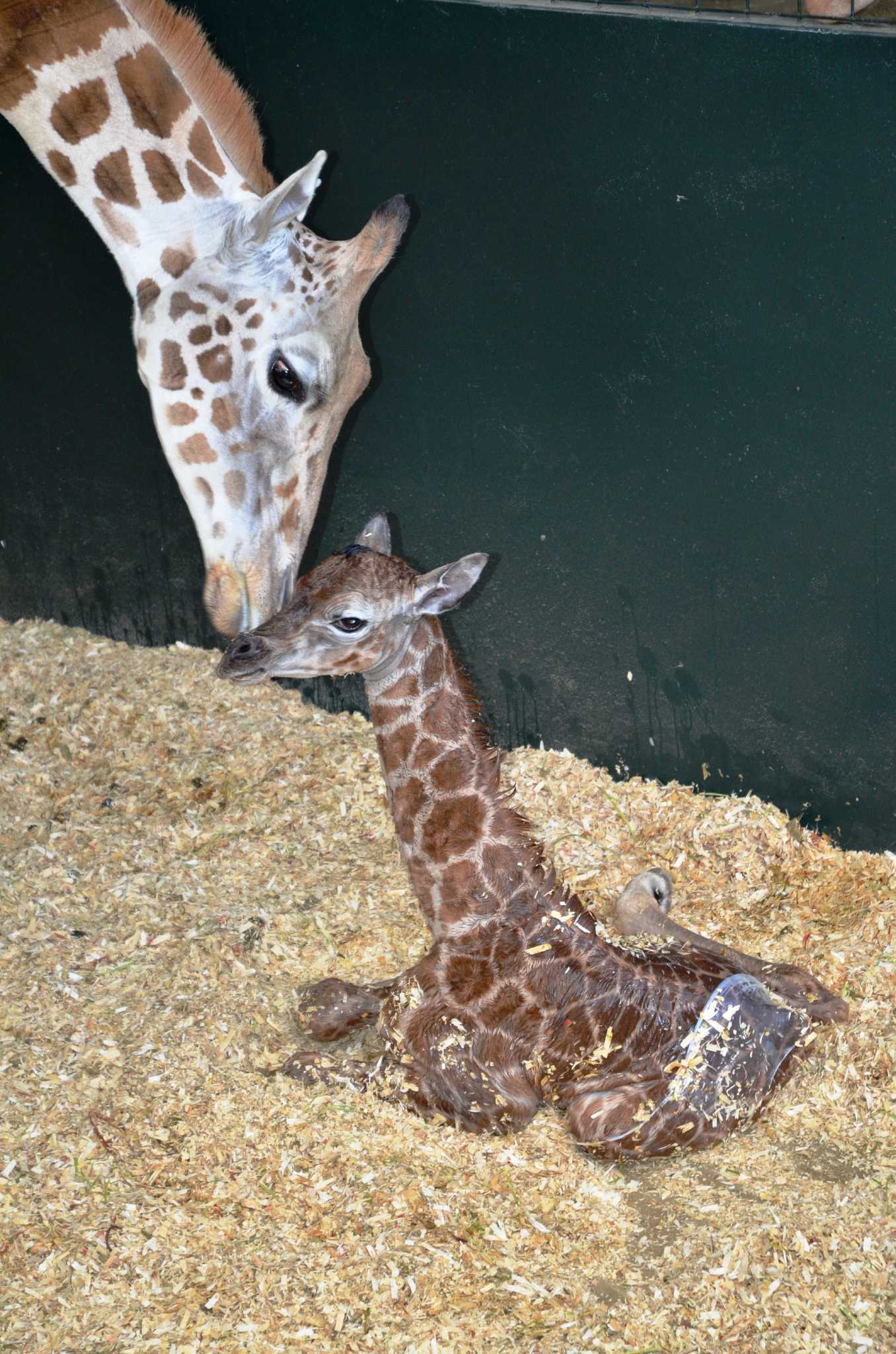 Rare dog Brodie looks more like a giraffe - Berkshire Live