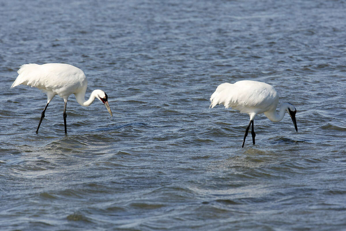 Providing sufficient fresh water for the wintering grounds of whooping cranes has become a costly problem in drought-stricken Texas.