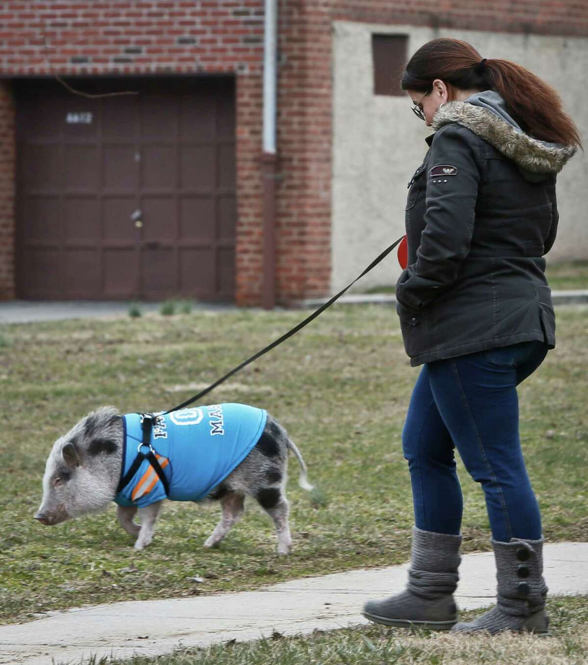 Danielle Forgione walks Petey, the family's pet pig, on Thursday, March 21, 2013, in the Queens borough of New York. Forgione is scrambling to sell her second-floor apartment after a neighbor complained about 1-year-old Petey the pig to the co-op board. In November and December she was issued city animal violations and in January was told by both the city and her management office that she needed to get rid of the pig.