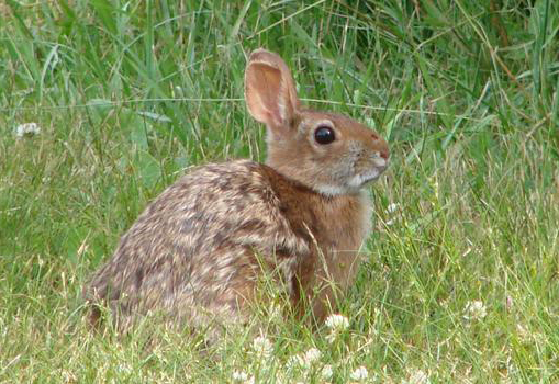 Loss of habitat difficult for New England cottontail