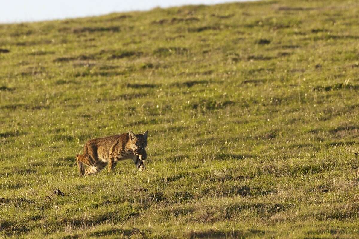 Fogless winter days are the time to visit Point Reyes
