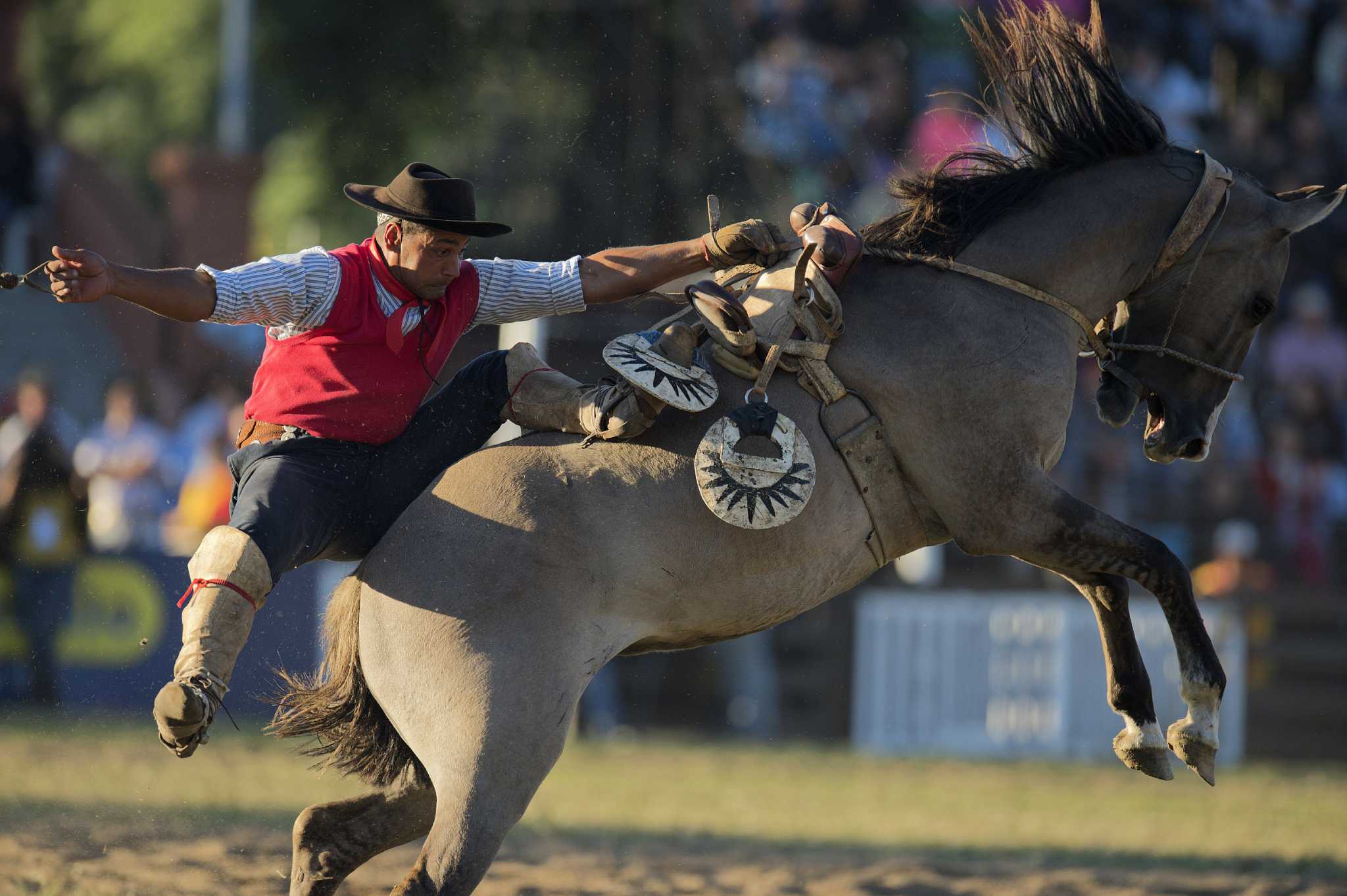 Horse Goes Balls Deep