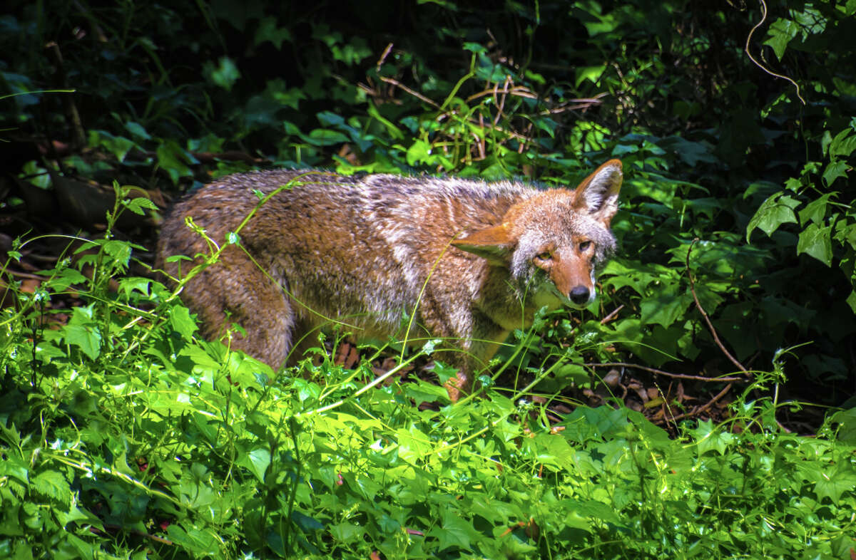 As coyote encounters have become more common in Golden Gate Park in San Francisco wildlife experts are informing the concerned dog owners how best to haze them during an encounter.