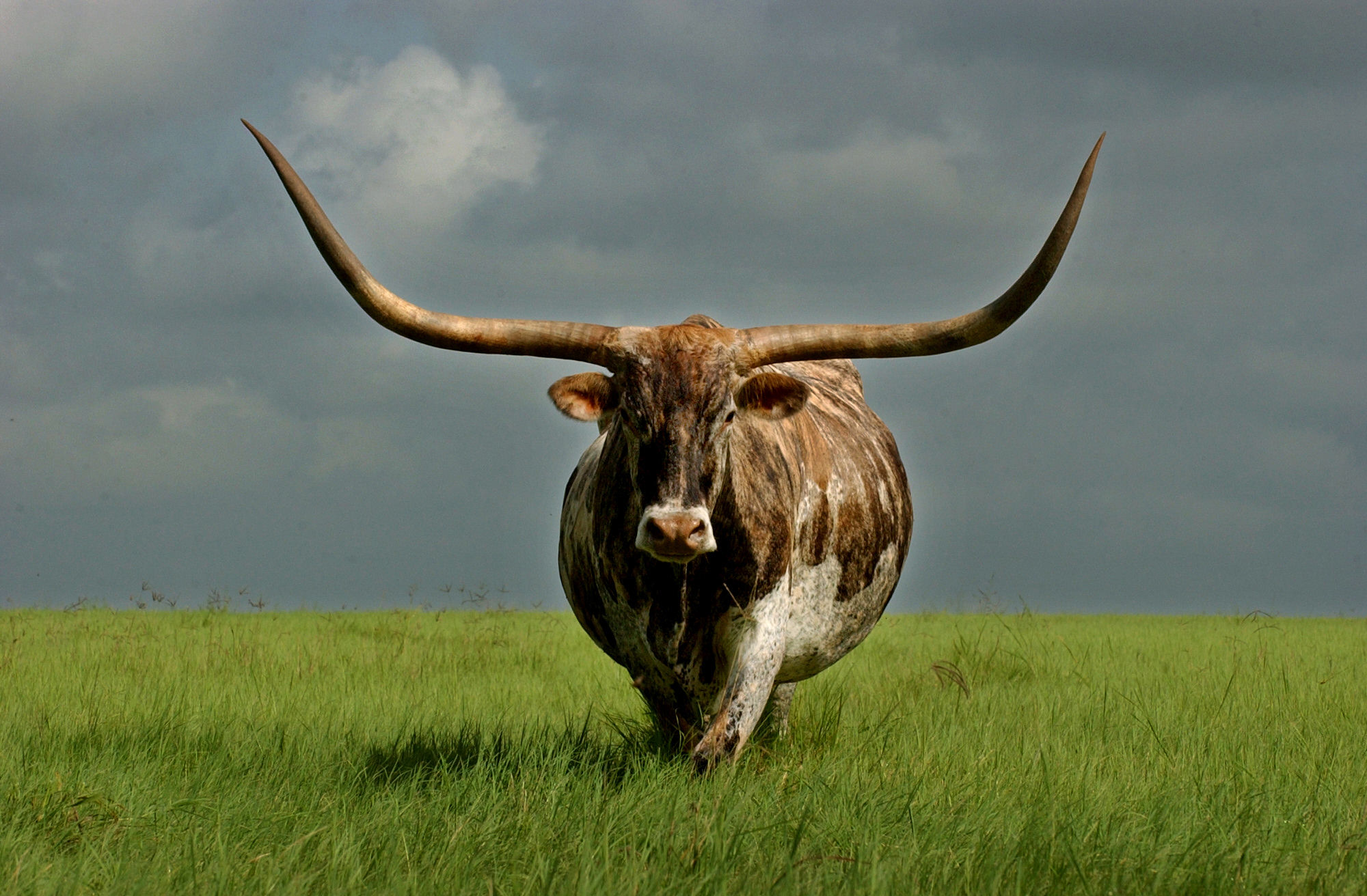 Dna Proves Texas Longhorns Descend From Columbus Cattle 