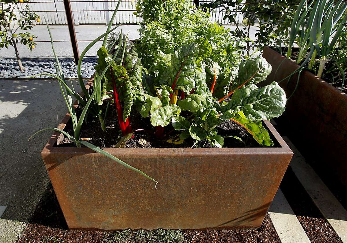 Best fruits and vegetables to plant in Houston for a bountiful garden